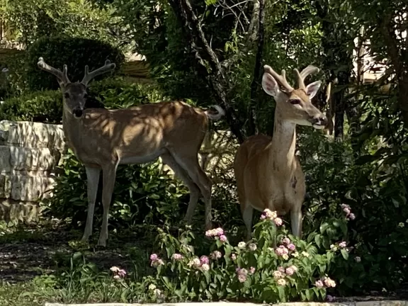 DeerFrontYard